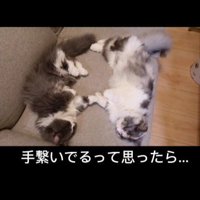 ソファに寝転がる2匹の猫