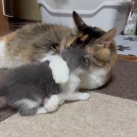 子猫を抱きしめる成猫