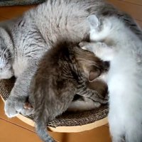 場所の取り合いをする子猫たち