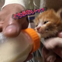 ミルクを飲もうとする子猫