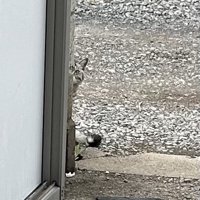 顔を半分出して見ている猫