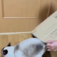 ダンボールから飛び出る猫