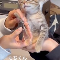 放心状態の子猫