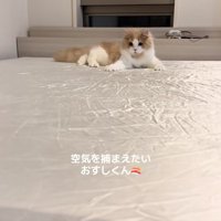 伏せをしたまま上半身を捻ってカメラのやや斜め下を見つめる猫（尻尾下向き）