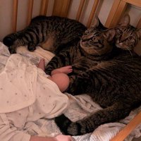 ベビーベッドに横になる2頭の猫