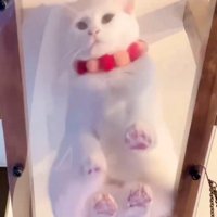 キャットウォークに座る猫