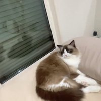 枕に頭をのせて半分目を開けている猫