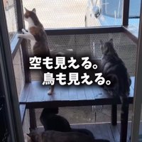外を見ている猫たち