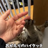 おかえりのハイタッチ