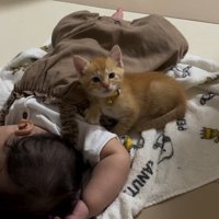 寝ている赤ちゃんに寄り添っている子猫