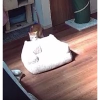 見守りカメラに映る猫