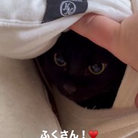 枕カバーの中にいる猫