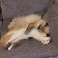 寝返りを打つ白猫と抱きかかえる猫