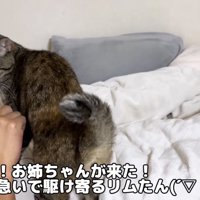 お姉ちゃんに呼ばれたリムちゃん