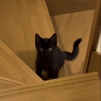 飼い主さんを上目遣いで見る子猫