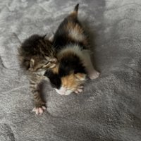 寄り添う2匹の子猫