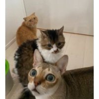 室内にいる猫たち