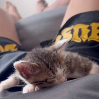 お腹の上で眠る子猫