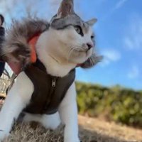 芝生に座る猫