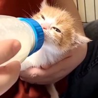 ミルクを飲む子猫