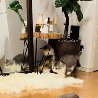 兄ミヌエットに猫パンチをする妹ミヌエット