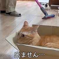 掃除機をかけるパパさんと猫