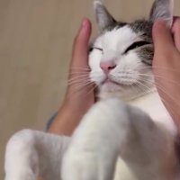 マッサージされている猫