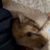 着る毛布を前足で掴む猫