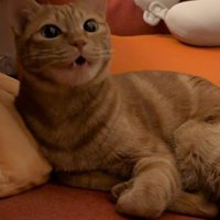 抗議の声をあげる猫