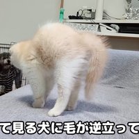 毛を逆立てる子猫