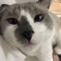 カメラ目線でくつろぐ白グレー猫