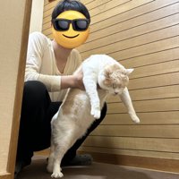 男性に脇腹を掴まれて持ち上げられる猫