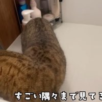 お風呂場にいる猫