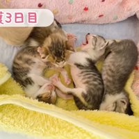 あくびする子猫