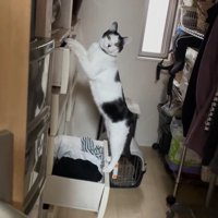 ガン見する猫