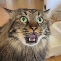 耳を横にしながら飼い主に鳴き声をあげる猫