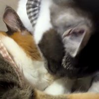 猫に毛づくろいをしている猫