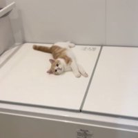 浴室に子猫の様子を見にやってきた女性