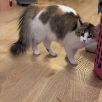 しっぽを膨らませて下げている猫