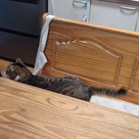 画面左端の子供に襲いかかっている猫