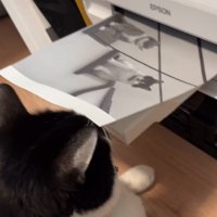 プリンター前に座る猫8