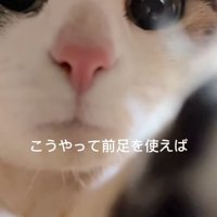 目を丸くして前足を伸ばす猫