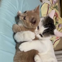 子猫を抱きしめている猫