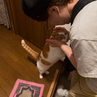 立ち上がってなでられる猫