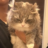 少し俯き気味の猫