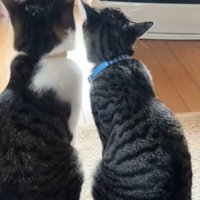 ヒーターの前で並んでお座りしている2匹の猫