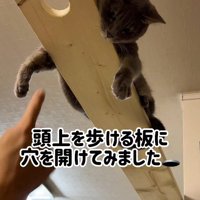 穴の空いたキャットウォークに乗る猫