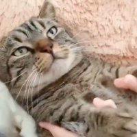 女性に撫でられて遠くを見つめる猫