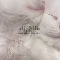 くっついて眠る子猫アップ2