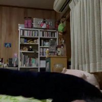 ベッドに入る猫と飼い主